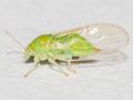 Cacopsylla peregrina
